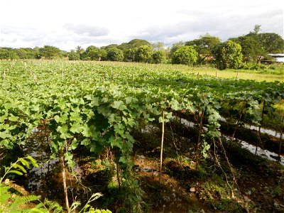 Photos taken upon the condition of Philippine Typhoon Melor (Nona); Paddy fields of Baliuag, Bulacan and Pampanga; Barangay San Jose, San Luis, Pampanga, Calabash Cucurbitaceae in the Philippines (Cuc