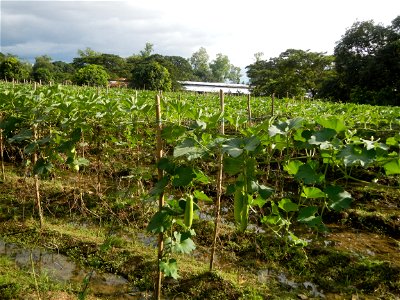 Photos taken upon the condition of Philippine Typhoon Melor (Nona); Paddy fields of Baliuag, Bulacan and Pampanga; Barangay San Jose, San Luis, Pampanga, Calabash Cucurbitaceae in the Philippines (Cuc