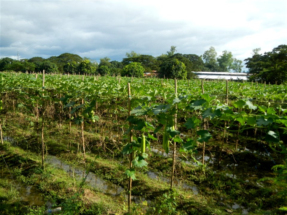 Photos taken upon the condition of Philippine Typhoon Melor (Nona); Paddy fields of Baliuag, Bulacan and Pampanga; Barangay San Jose, San Luis, Pampanga, Calabash Cucurbitaceae in the Philippines (Cuc