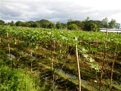 Photos taken upon the condition of Philippine Typhoon Melor (Nona); Paddy fields of Baliuag, Bulacan and Pampanga; Barangay San Jose, San Luis, Pampanga, Calabash Cucurbitaceae in the Philippines (Cuc