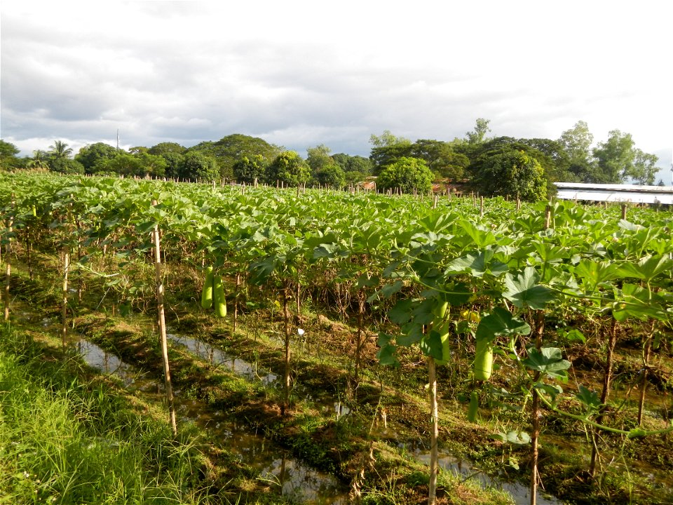 Photos taken upon the condition of Philippine Typhoon Melor (Nona); Paddy fields of Baliuag, Bulacan and Pampanga; Barangay San Jose, San Luis, Pampanga, Calabash Cucurbitaceae in the Philippines (Cuc