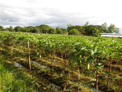 Photos taken upon the condition of Philippine Typhoon Melor (Nona); Paddy fields of Baliuag, Bulacan and Pampanga; Barangay San Jose, San Luis, Pampanga, Calabash Cucurbitaceae in the Philippines (Cuc