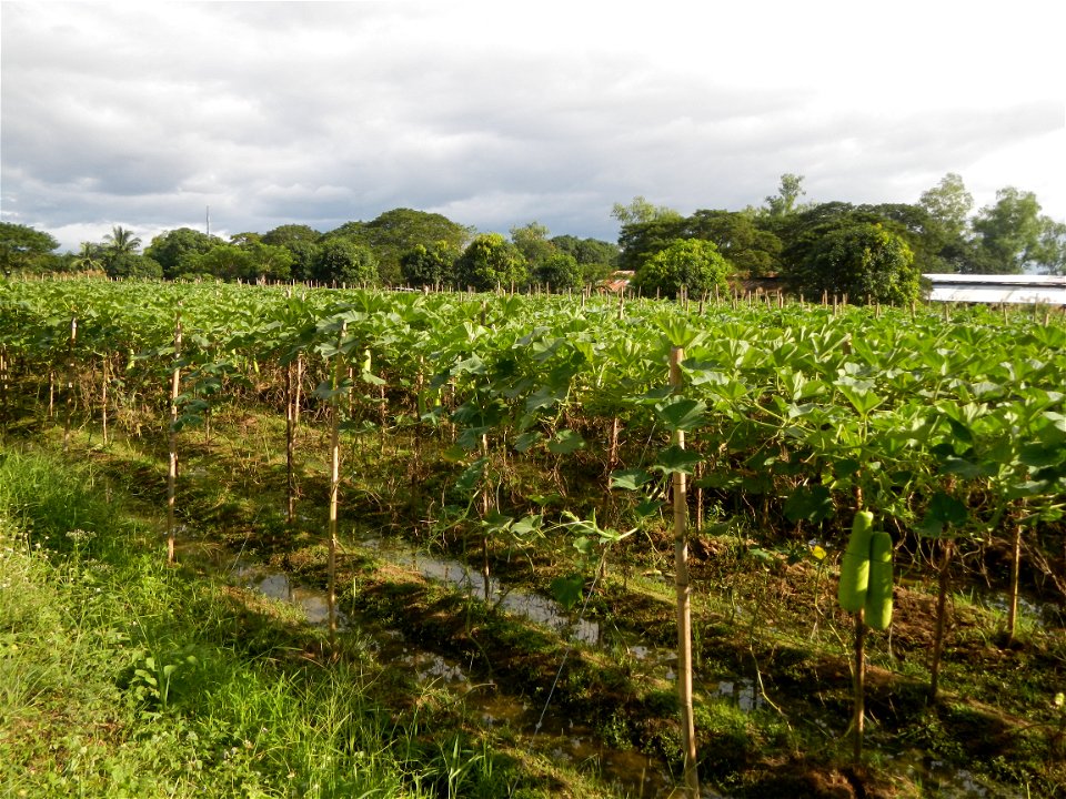 Photos taken upon the condition of Philippine Typhoon Melor (Nona); Paddy fields of Baliuag, Bulacan and Pampanga; Barangay San Jose, San Luis, Pampanga, Calabash Cucurbitaceae in the Philippines (Cuc