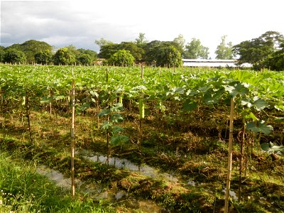 Photos taken upon the condition of Philippine Typhoon Melor (Nona); Paddy fields of Baliuag, Bulacan and Pampanga; Barangay San Jose, San Luis, Pampanga, Calabash Cucurbitaceae in the Philippines (Cuc