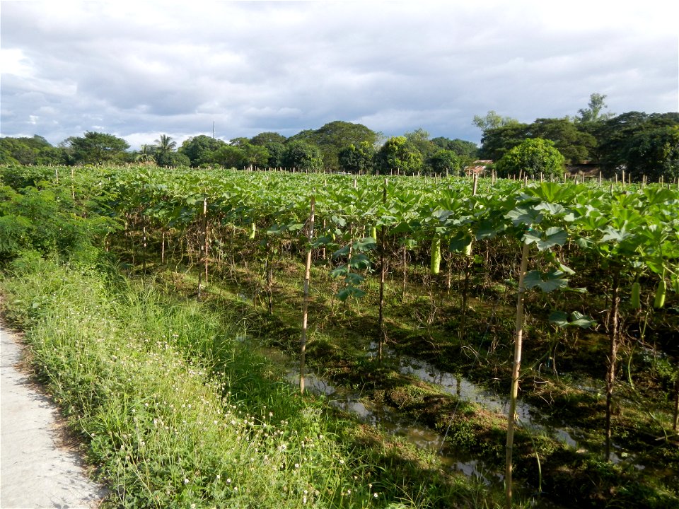 Photos taken upon the condition of Philippine Typhoon Melor (Nona); Paddy fields of Baliuag, Bulacan and Pampanga; Barangay San Jose, San Luis, Pampanga, Calabash Cucurbitaceae in the Philippines (Cuc