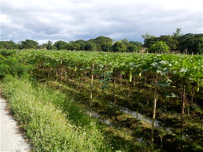 Photos taken upon the condition of Philippine Typhoon Melor (Nona); Paddy fields of Baliuag, Bulacan and Pampanga; Barangay San Jose, San Luis, Pampanga, Calabash Cucurbitaceae in the Philippines (Cuc