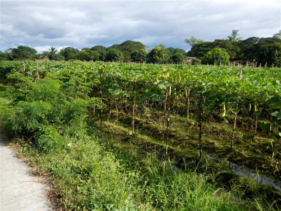 Photos taken upon the condition of Philippine Typhoon Melor (Nona); Paddy fields of Baliuag, Bulacan and Pampanga; Barangay San Jose, San Luis, Pampanga, Calabash Cucurbitaceae in the Philippines (Cuc