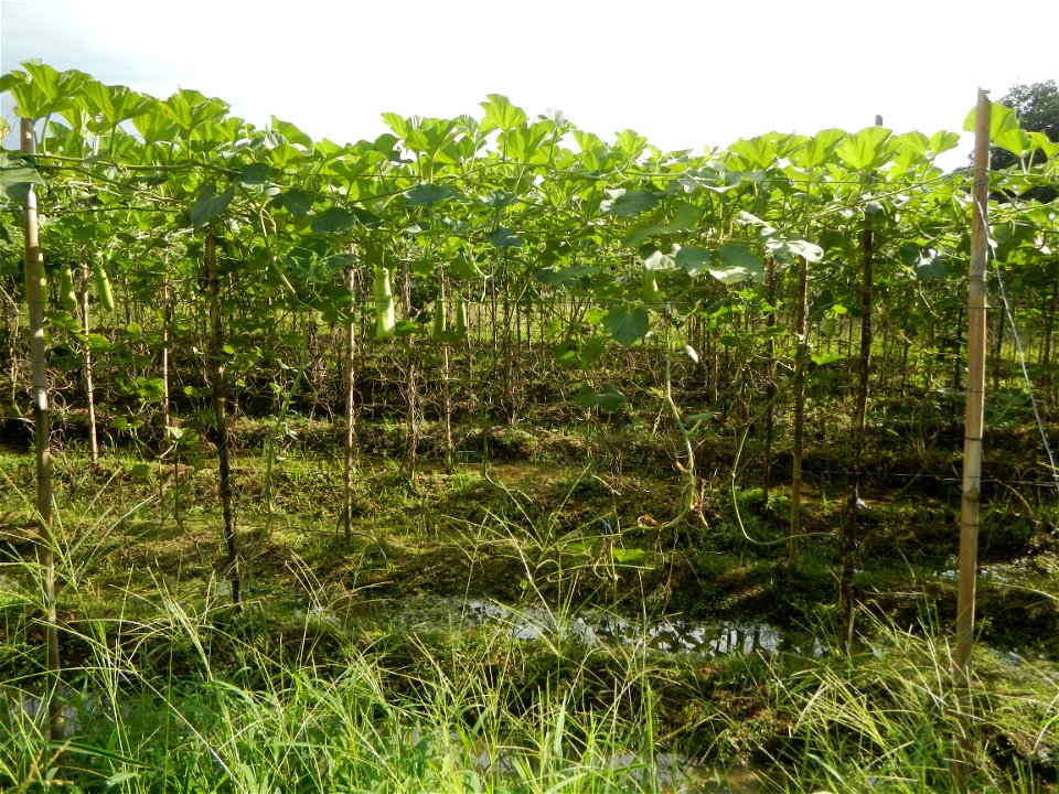 Photos taken upon the condition of Philippine Typhoon Melor (Nona); Paddy fields of Baliuag, Bulacan and Pampanga; Barangay San Jose, San Luis, Pampanga, Calabash Cucurbitaceae in the Philippines (Cuc