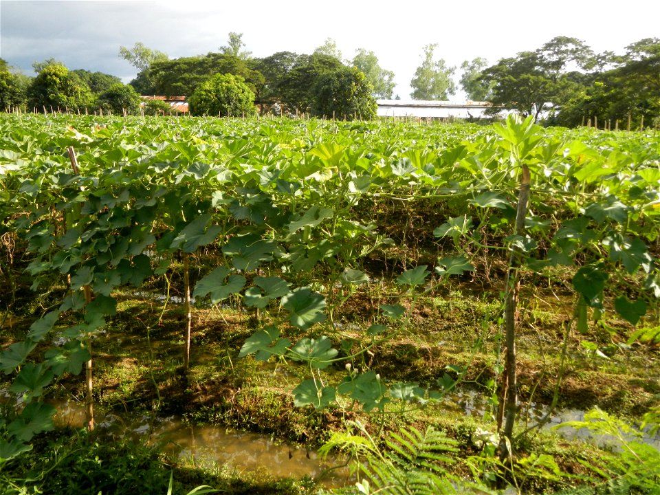 Photos taken upon the condition of Philippine Typhoon Melor (Nona); Paddy fields of Baliuag, Bulacan and Pampanga; Barangay San Jose, San Luis, Pampanga, Calabash Cucurbitaceae in the Philippines (Cuc