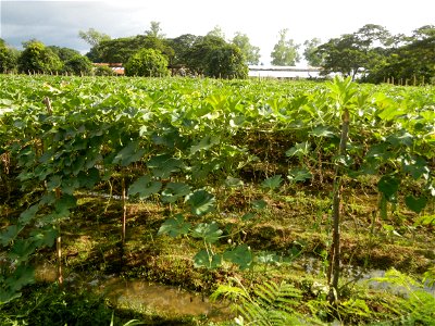 Photos taken upon the condition of Philippine Typhoon Melor (Nona); Paddy fields of Baliuag, Bulacan and Pampanga; Barangay San Jose, San Luis, Pampanga, Calabash Cucurbitaceae in the Philippines (Cuc
