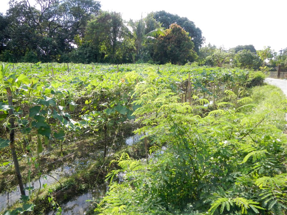 Photos taken upon the condition of Philippine Typhoon Melor (Nona); Paddy fields of Baliuag, Bulacan and Pampanga; Barangay San Jose, San Luis, Pampanga, Calabash Cucurbitaceae in the Philippines (Cuc