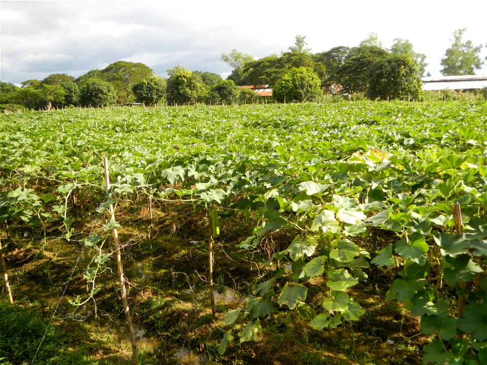Photos taken upon the condition of Philippine Typhoon Melor (Nona); Paddy fields of Baliuag, Bulacan and Pampanga; Barangay San Jose, San Luis, Pampanga, Calabash Cucurbitaceae in the Philippines (Cuc
