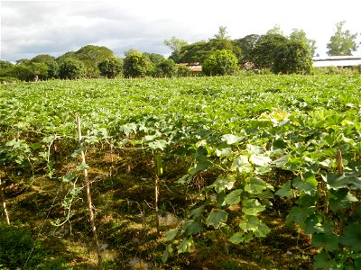 Photos taken upon the condition of Philippine Typhoon Melor (Nona); Paddy fields of Baliuag, Bulacan and Pampanga; Barangay San Jose, San Luis, Pampanga, Calabash Cucurbitaceae in the Philippines (Cuc