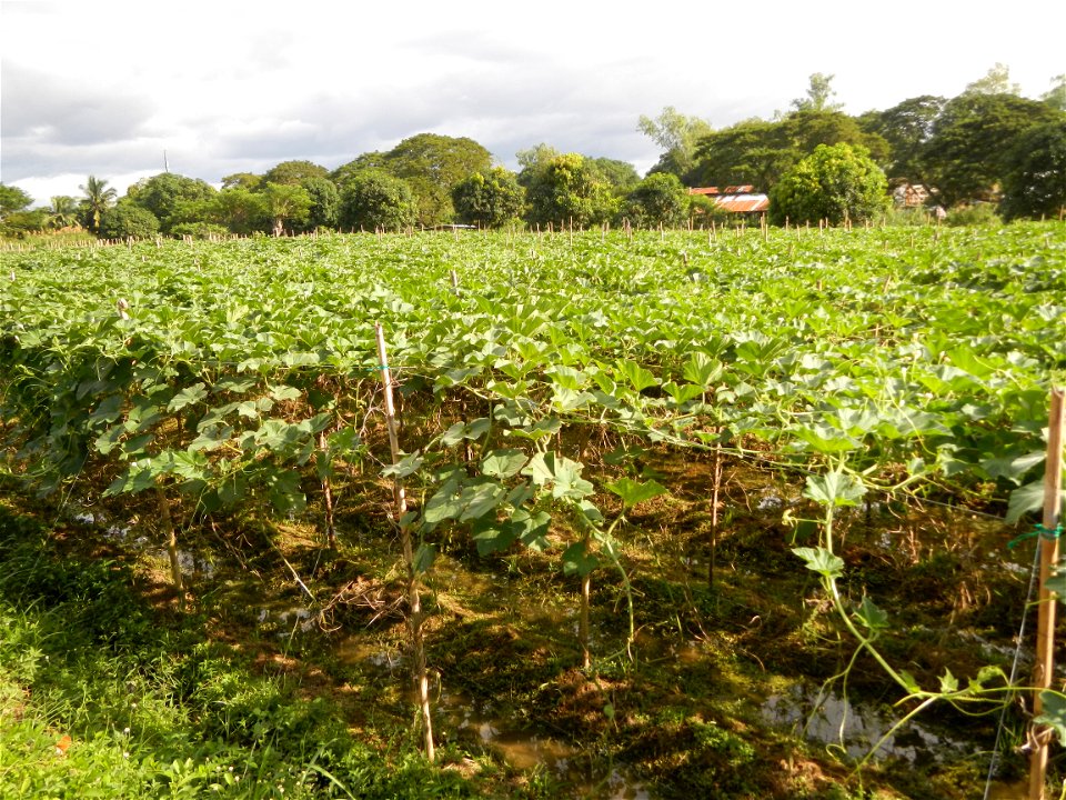 Photos taken upon the condition of Philippine Typhoon Melor (Nona); Paddy fields of Baliuag, Bulacan and Pampanga; Barangay San Jose, San Luis, Pampanga, Calabash Cucurbitaceae in the Philippines (Cuc