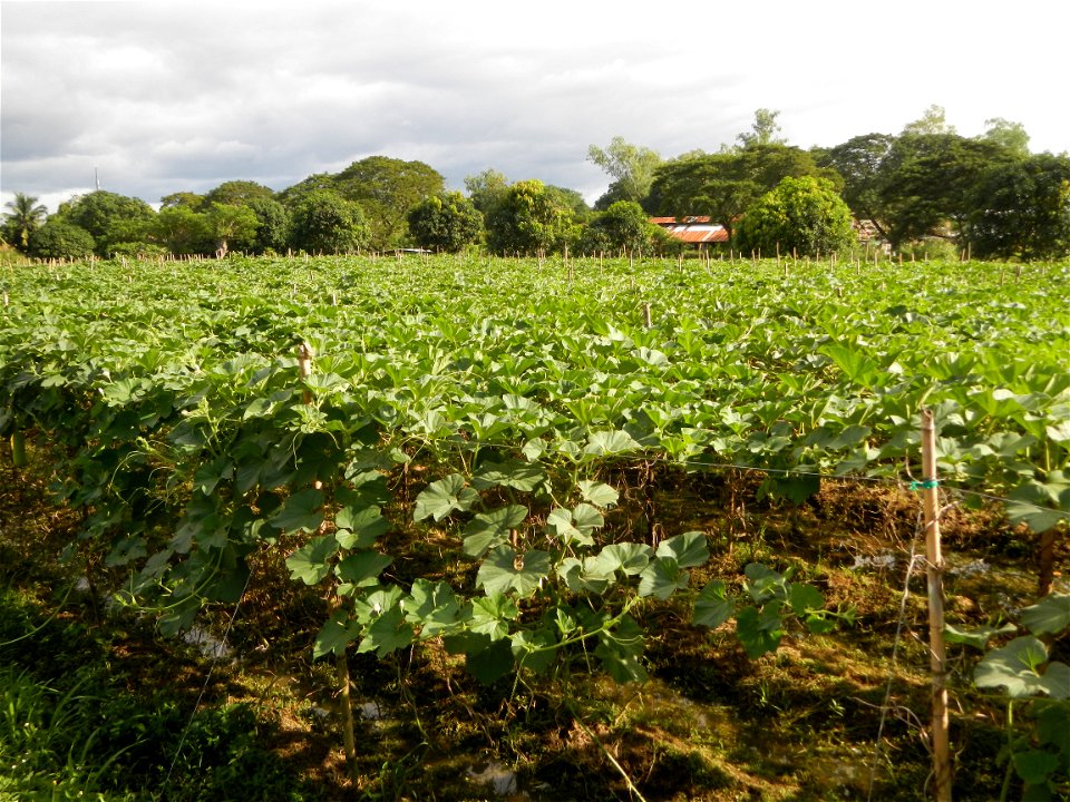 Photos taken upon the condition of Philippine Typhoon Melor (Nona); Paddy fields of Baliuag, Bulacan and Pampanga; Barangay San Jose, San Luis, Pampanga, Calabash Cucurbitaceae in the Philippines (Cuc