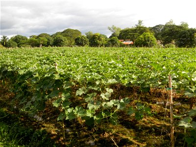 Photos taken upon the condition of Philippine Typhoon Melor (Nona); Paddy fields of Baliuag, Bulacan and Pampanga; Barangay San Jose, San Luis, Pampanga, Calabash Cucurbitaceae in the Philippines (Cuc