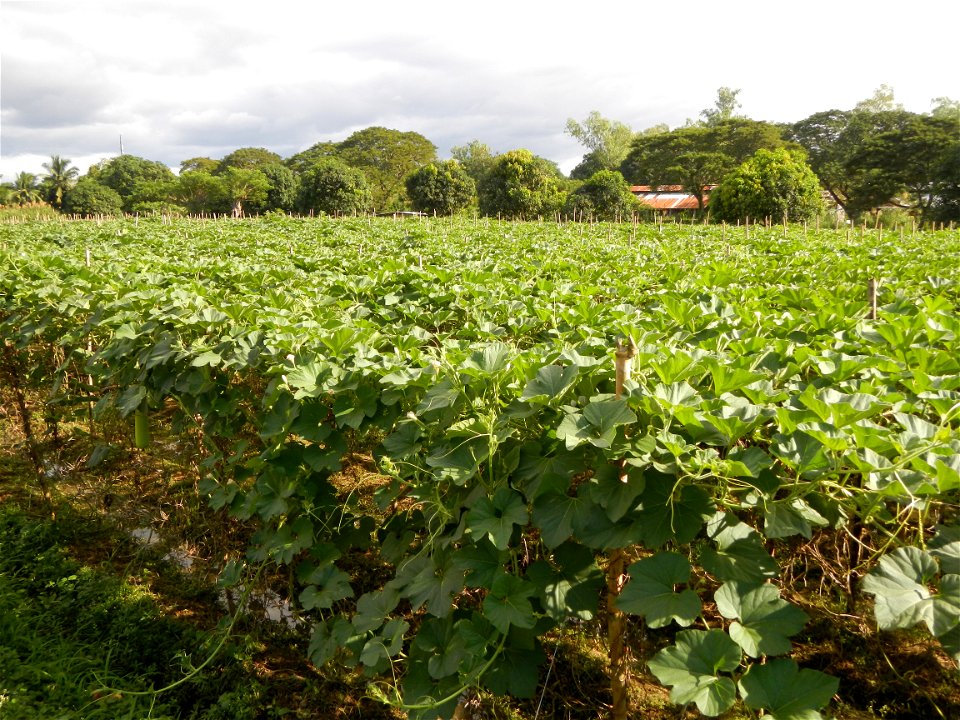 Photos taken upon the condition of Philippine Typhoon Melor (Nona); Paddy fields of Baliuag, Bulacan and Pampanga; Barangay San Jose, San Luis, Pampanga, Calabash Cucurbitaceae in the Philippines (Cuc