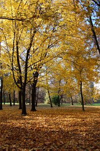 Park foliage gold