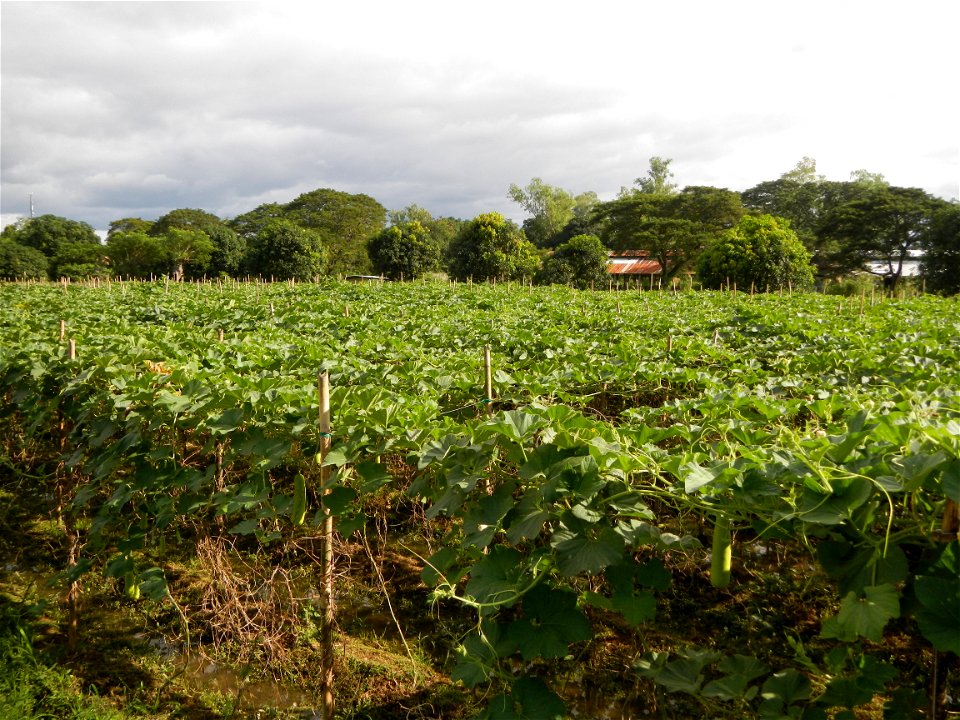 Photos taken upon the condition of Philippine Typhoon Melor (Nona); Paddy fields of Baliuag, Bulacan and Pampanga; Barangay San Jose, San Luis, Pampanga, Calabash Cucurbitaceae in the Philippines (Cuc