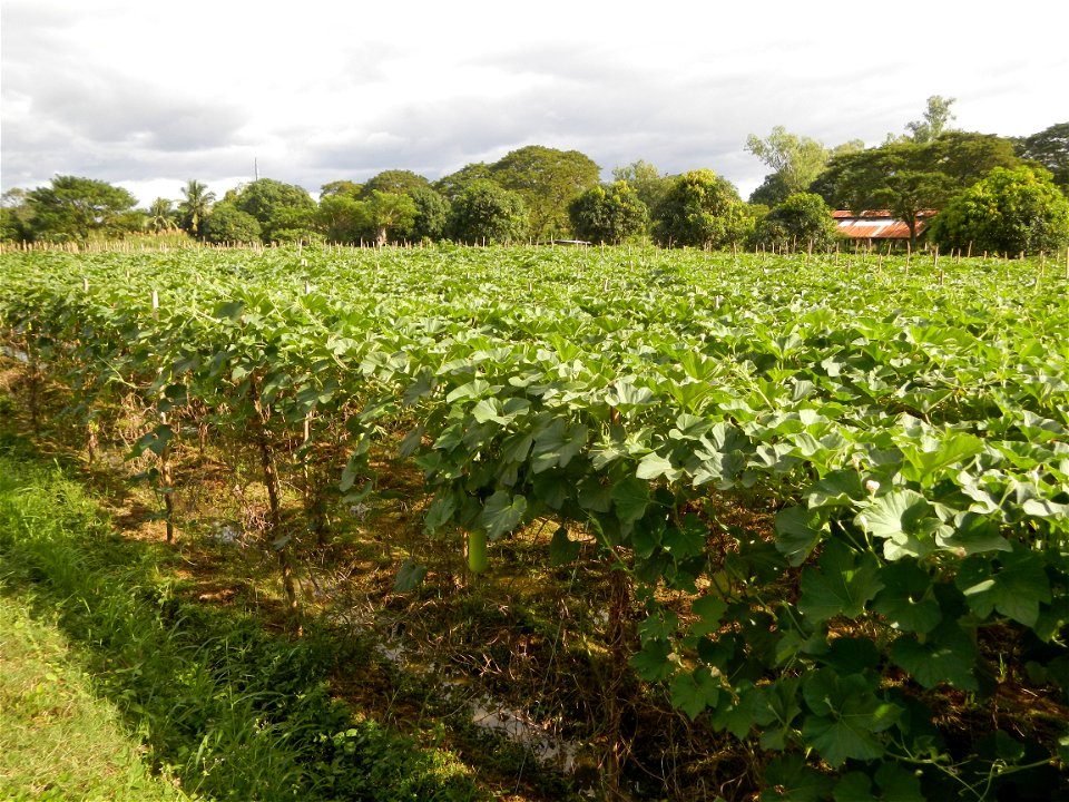 Photos taken upon the condition of Philippine Typhoon Melor (Nona); Paddy fields of Baliuag, Bulacan and Pampanga; Barangay San Jose, San Luis, Pampanga, Calabash Cucurbitaceae in the Philippines (Cuc