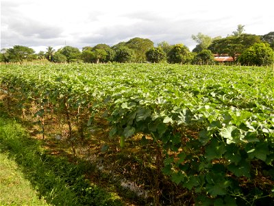 Photos taken upon the condition of Philippine Typhoon Melor (Nona); Paddy fields of Baliuag, Bulacan and Pampanga; Barangay San Jose, San Luis, Pampanga, Calabash Cucurbitaceae in the Philippines (Cuc