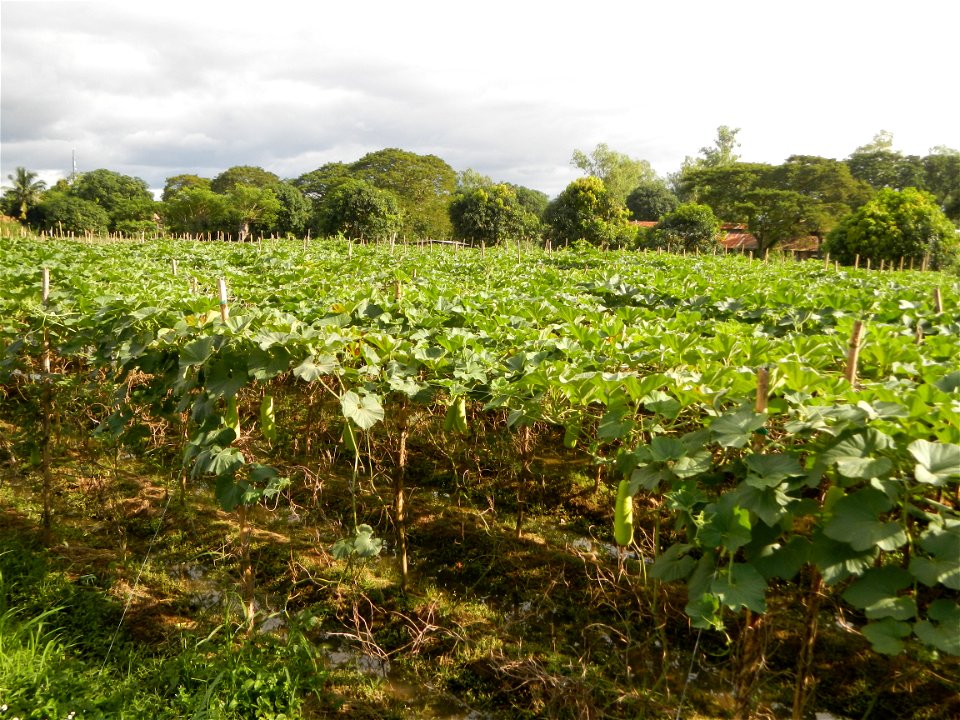 Photos taken upon the condition of Philippine Typhoon Melor (Nona); Paddy fields of Baliuag, Bulacan and Pampanga; Barangay San Jose, San Luis, Pampanga, Calabash Cucurbitaceae in the Philippines (Cuc