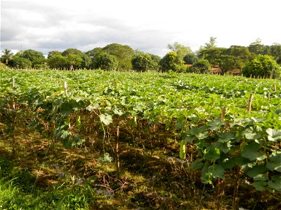 Photos taken upon the condition of Philippine Typhoon Melor (Nona); Paddy fields of Baliuag, Bulacan and Pampanga; Barangay San Jose, San Luis, Pampanga, Calabash Cucurbitaceae in the Philippines (Cuc