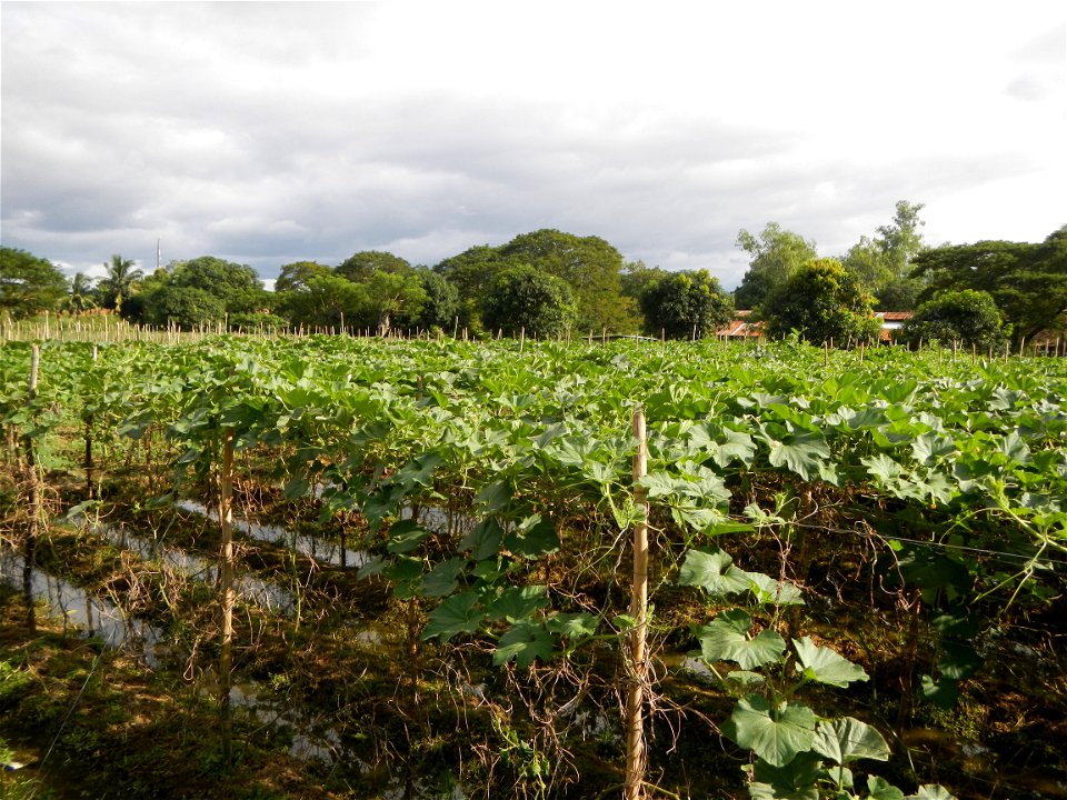 Photos taken upon the condition of Philippine Typhoon Melor (Nona); Paddy fields of Baliuag, Bulacan and Pampanga; Barangay San Jose, San Luis, Pampanga, Calabash Cucurbitaceae in the Philippines (Cuc
