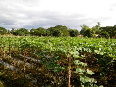 Photos taken upon the condition of Philippine Typhoon Melor (Nona); Paddy fields of Baliuag, Bulacan and Pampanga; Barangay San Jose, San Luis, Pampanga, Calabash Cucurbitaceae in the Philippines (Cuc