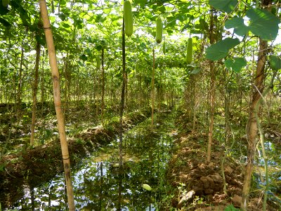 Photos taken upon the condition of Philippine Typhoon Melor (Nona); Paddy fields of Baliuag, Bulacan and Pampanga; Barangay San Jose, San Luis, Pampanga, Calabash Cucurbitaceae in the Philippines (Cuc