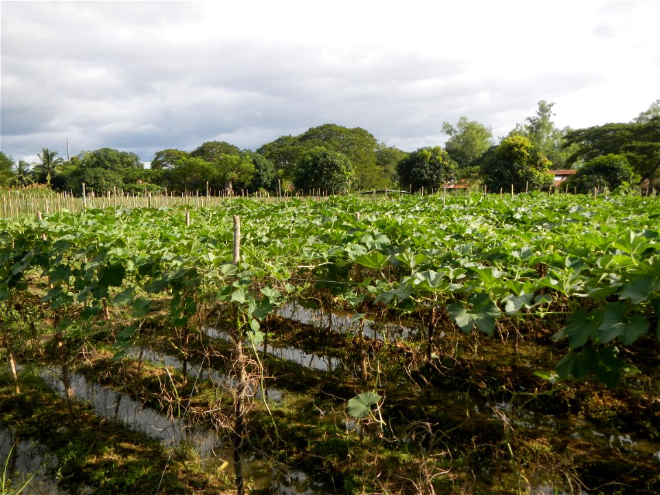 Photos taken upon the condition of Philippine Typhoon Melor (Nona); Paddy fields of Baliuag, Bulacan and Pampanga; Barangay San Jose, San Luis, Pampanga, Calabash Cucurbitaceae in the Philippines (Cuc