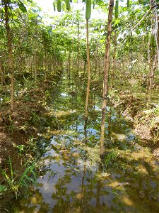 Photos taken upon the condition of Philippine Typhoon Melor (Nona); Paddy fields of Baliuag, Bulacan and Pampanga; Barangay San Jose, San Luis, Pampanga, Calabash Cucurbitaceae in the Philippines (Cuc