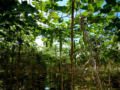 Photos taken upon the condition of Philippine Typhoon Melor (Nona); Paddy fields of Baliuag, Bulacan and Pampanga; Barangay San Jose, San Luis, Pampanga, Calabash Cucurbitaceae in the Philippines (Cuc