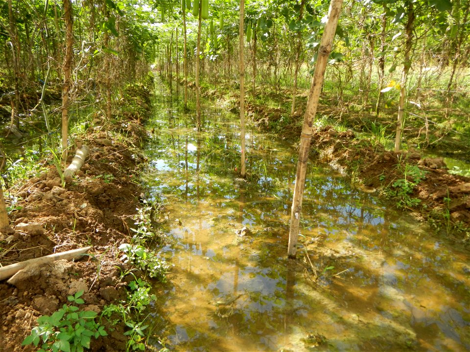 Photos taken upon the condition of Philippine Typhoon Melor (Nona); Paddy fields of Baliuag, Bulacan and Pampanga; Barangay San Jose, San Luis, Pampanga, Calabash Cucurbitaceae in the Philippines (Cuc