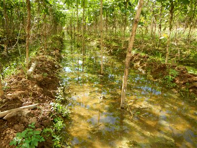 Photos taken upon the condition of Philippine Typhoon Melor (Nona); Paddy fields of Baliuag, Bulacan and Pampanga; Barangay San Jose, San Luis, Pampanga, Calabash Cucurbitaceae in the Philippines (Cuc