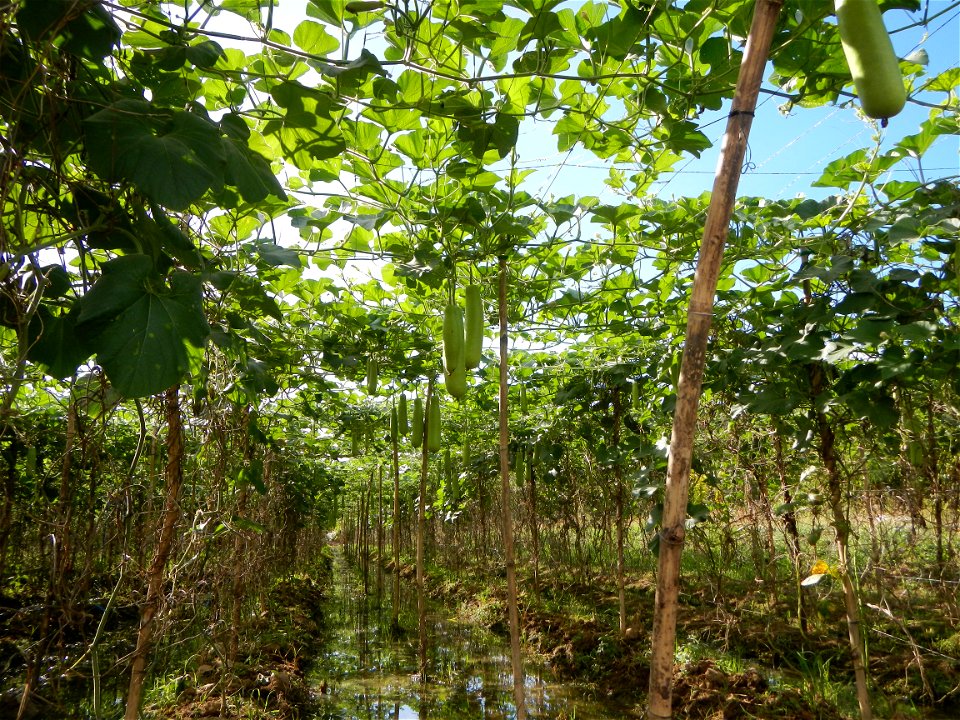 Photos taken upon the condition of Philippine Typhoon Melor (Nona); Paddy fields of Baliuag, Bulacan and Pampanga; Barangay San Jose, San Luis, Pampanga, Calabash Cucurbitaceae in the Philippines (Cuc