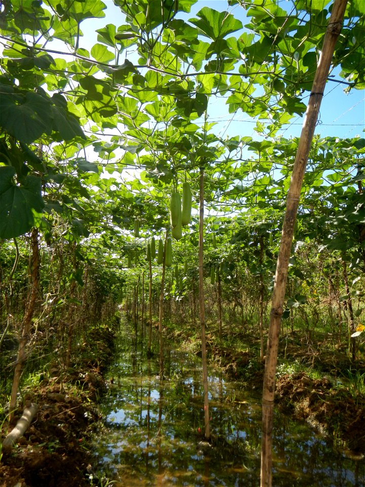 Photos taken upon the condition of Philippine Typhoon Melor (Nona); Paddy fields of Baliuag, Bulacan and Pampanga; Barangay San Jose, San Luis, Pampanga, Calabash Cucurbitaceae in the Philippines (Cuc