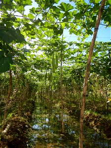 Photos taken upon the condition of Philippine Typhoon Melor (Nona); Paddy fields of Baliuag, Bulacan and Pampanga; Barangay San Jose, San Luis, Pampanga, Calabash Cucurbitaceae in the Philippines (Cuc