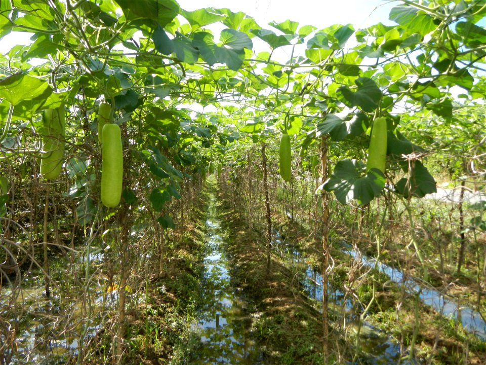 Photos taken upon the condition of Philippine Typhoon Melor (Nona); Paddy fields of Baliuag, Bulacan and Pampanga; Barangay San Jose, San Luis, Pampanga, Calabash Cucurbitaceae in the Philippines (Cuc
