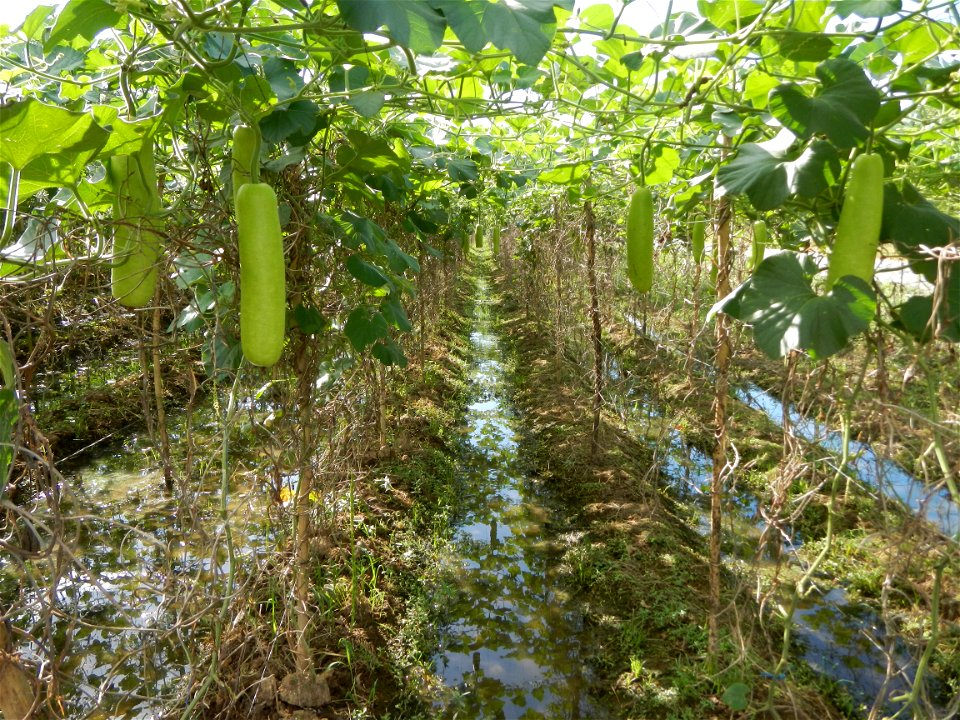 Photos taken upon the condition of Philippine Typhoon Melor (Nona); Paddy fields of Baliuag, Bulacan and Pampanga; Barangay San Jose, San Luis, Pampanga, Calabash Cucurbitaceae in the Philippines (Cuc