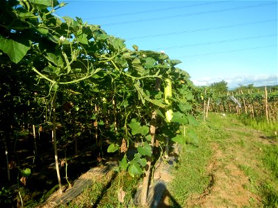 Lagenaria siceraria in the Philippines Patola (Philippines) Asparagus bean plantations in Pulo, San Rafael, Bulacan Trees, grasslands, paddy and vegetable fields in Pulo barangay road, San Rafael, Bul
