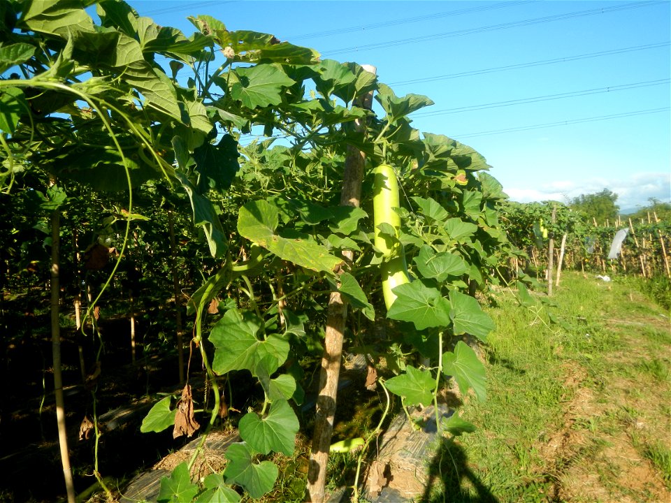 Lagenaria siceraria in the Philippines Patola (Philippines) Asparagus bean plantations in Pulo, San Rafael, Bulacan Trees, grasslands, paddy and vegetable fields in Pulo barangay road, San Rafael, Bul