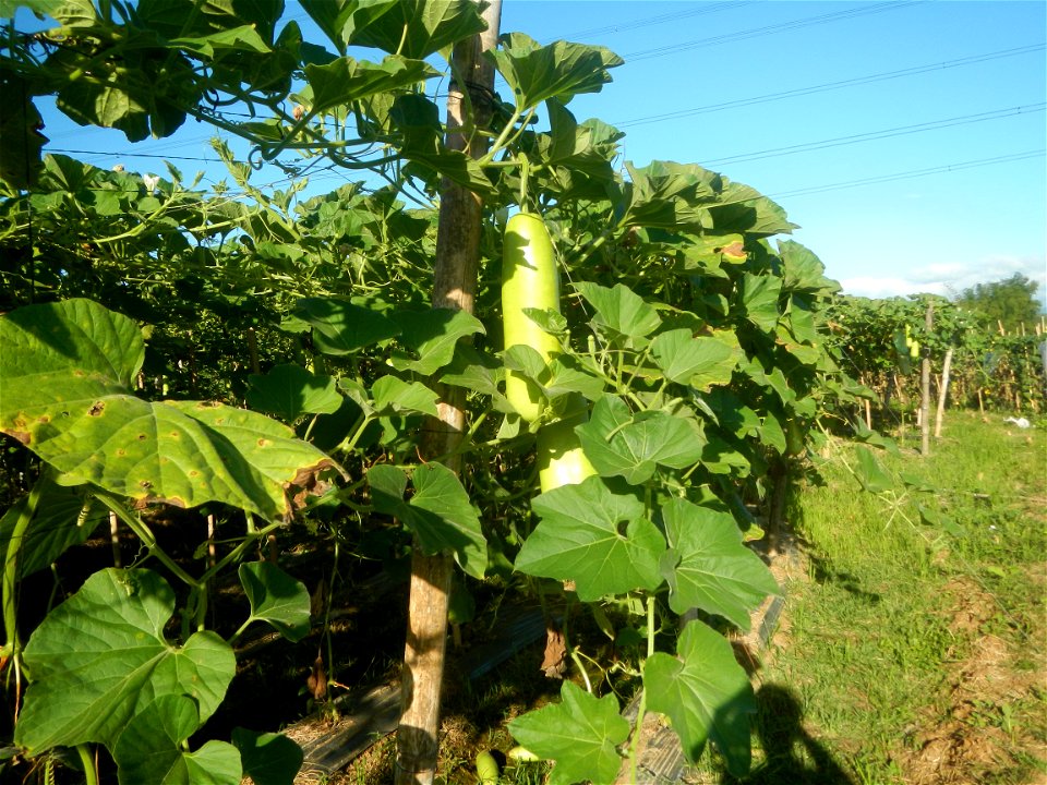 Lagenaria siceraria in the Philippines Patola (Philippines) Asparagus bean plantations in Pulo, San Rafael, Bulacan Trees, grasslands, paddy and vegetable fields in Pulo barangay road, San Rafael, Bul