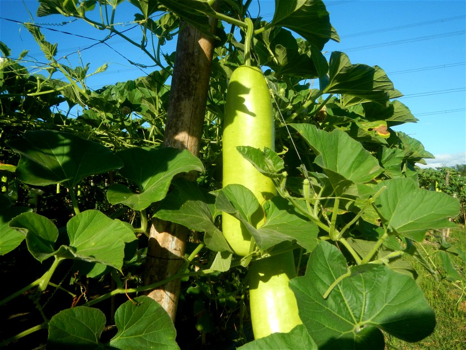Lagenaria siceraria in the Philippines Patola (Philippines) Asparagus bean plantations in Pulo, San Rafael, Bulacan Trees, grasslands, paddy and vegetable fields in Pulo barangay road, San Rafael, Bul