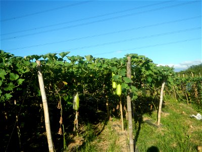 Lagenaria siceraria in the Philippines Patola (Philippines) Asparagus bean plantations in Pulo, San Rafael, Bulacan Trees, grasslands, paddy and vegetable fields in Pulo barangay road, San Rafael, Bul