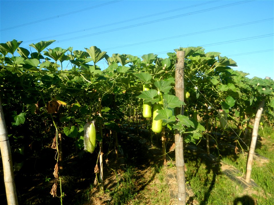 Lagenaria siceraria in the Philippines Patola (Philippines) Asparagus bean plantations in Pulo, San Rafael, Bulacan Trees, grasslands, paddy and vegetable fields in Pulo barangay road, San Rafael, Bul