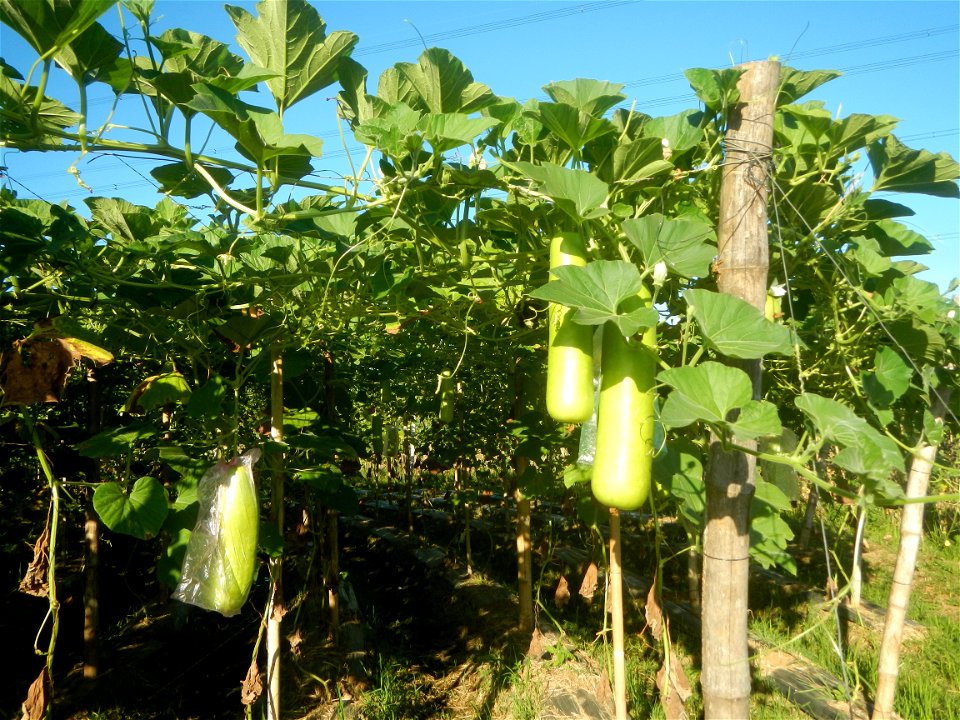Lagenaria siceraria in the Philippines Patola (Philippines) Asparagus bean plantations in Pulo, San Rafael, Bulacan Trees, grasslands, paddy and vegetable fields in Pulo barangay road, San Rafael, Bul