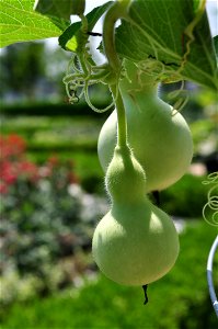 Calabash (Lagenaria siceraria) in Seoul