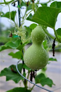 Calabash (Lagenaria siceraria) in Seoul