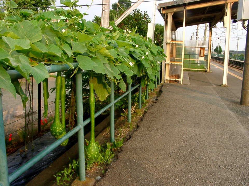 Calabash on railway platform (Kami-Ōi_Station)